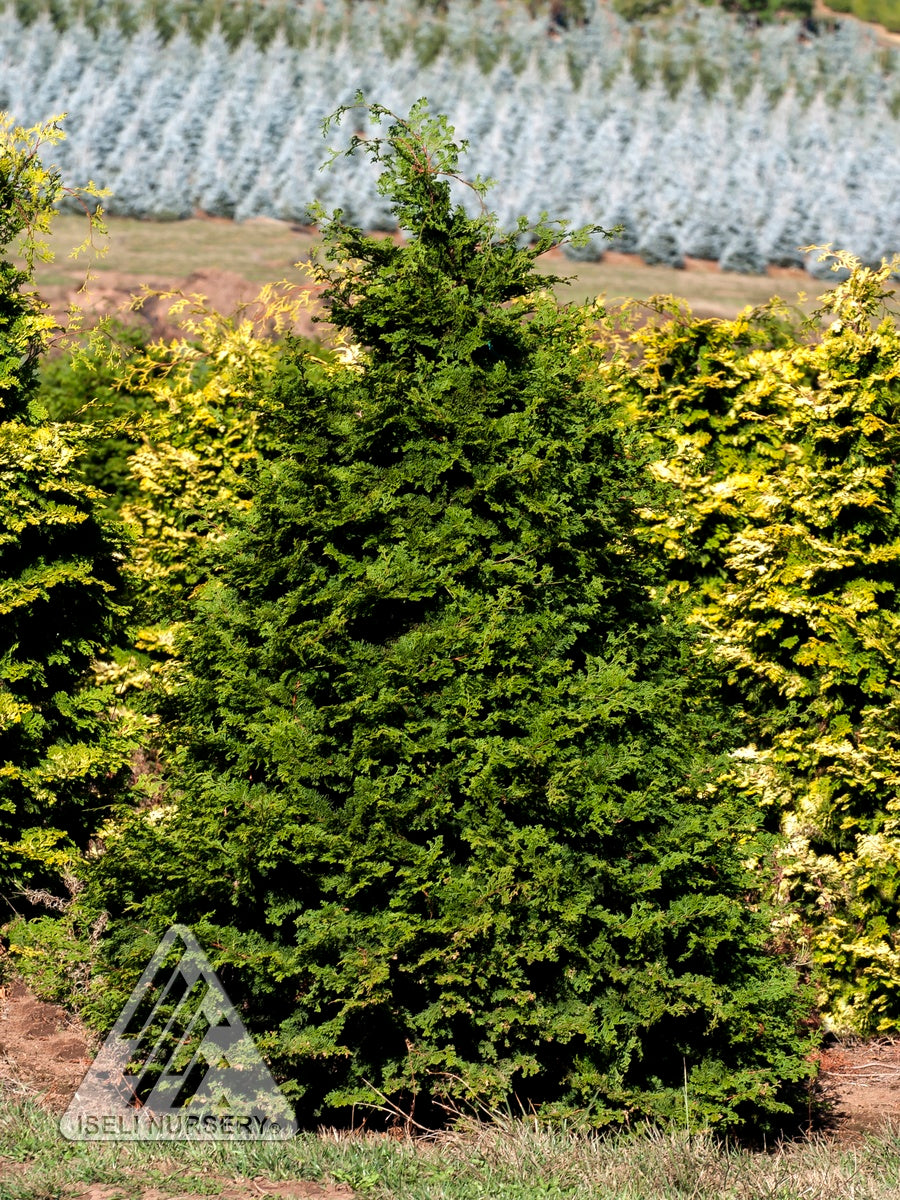 Chamaecyparis obtusa Iseli Green Iseli Green Hinoki Falsecypress