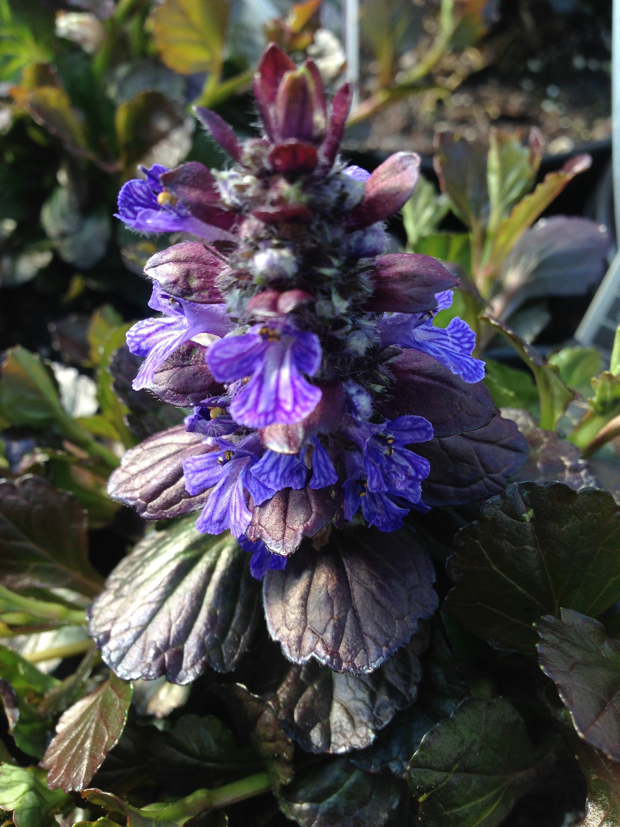 Ajuga reptans Black Scallop PP15815, COPF Bugleweed