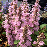 Ajuga reptans Rosea Pink Bugleweed
