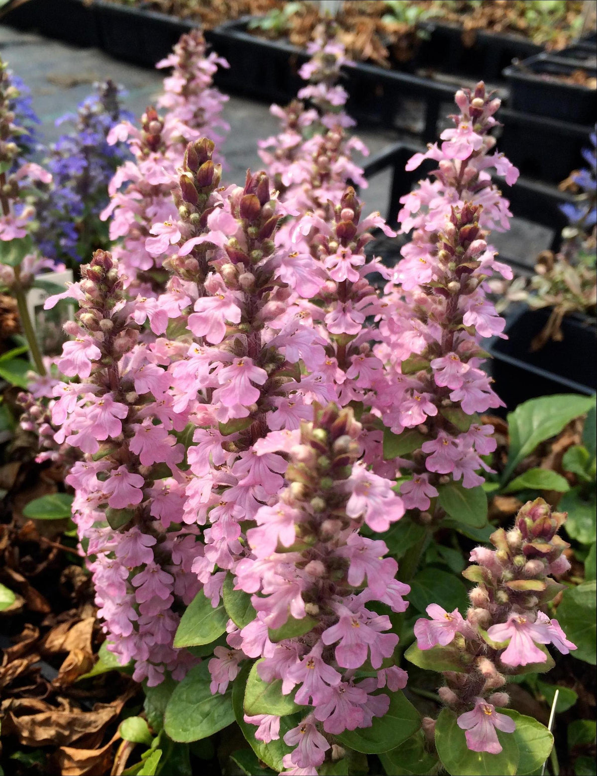 Ajuga reptans Rosea Pink Bugleweed