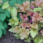 Heuchera x Marmalade PP15945, COPF Coral Bells