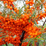 Hippophae rhamnoides Orange Energy Habego PP 10048834 Orange Energy Sea Buckthorn