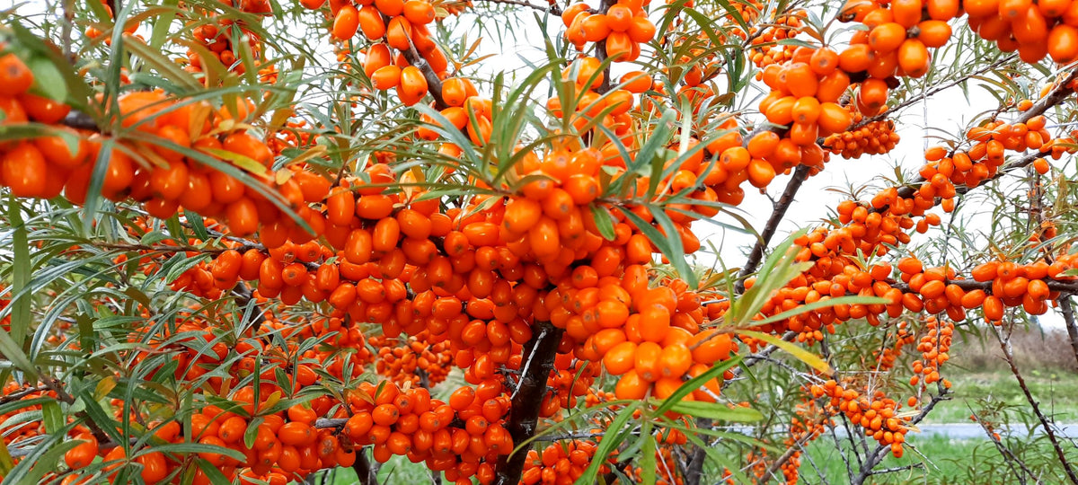 Hippophae rhamnoides Orange Energy Habego PP 10048834 Orange Energy Sea Buckthorn