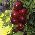 Cherry Plum Nadia PP19842 Nadia Cherry Plum