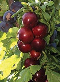 Cherry Plum Nadia PP19842 Nadia Cherry Plum