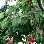 Fruit Cocktail Combo Fruit Tree