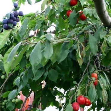 Fruit Cocktail Combo Fruit Tree