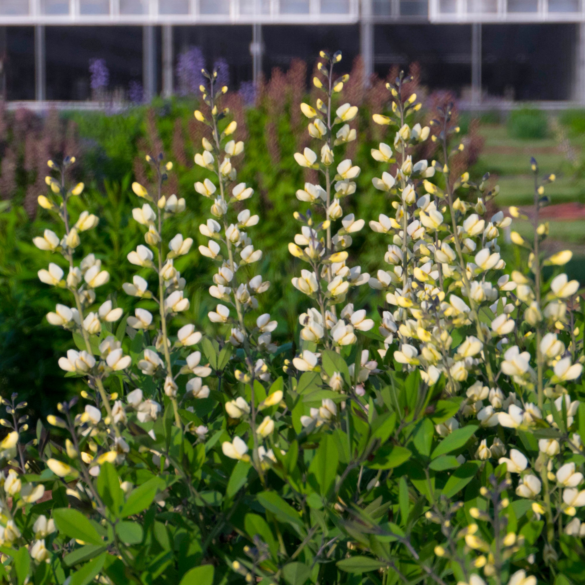 Baptisia x Vanilla Cream PP25663, CBRAF False Indigo