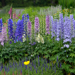 Delphinium elatum Mini Stars Dwarf Hybrid Bee Delphinium