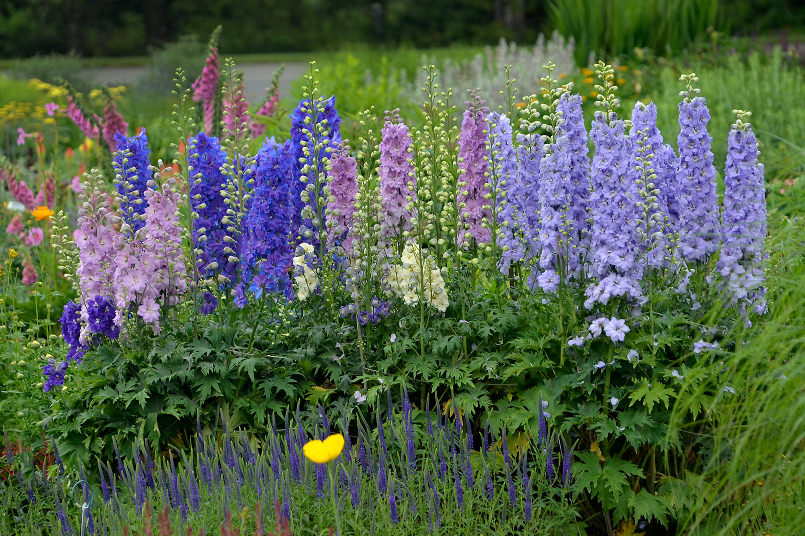 Delphinium elatum Mini Stars Dwarf Hybrid Bee Delphinium
