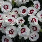 Dianthus x Coconut Surprise WP05 Yves PP18828, COPF Coconut Surprise Dianthus