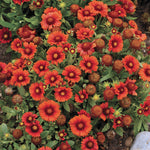 Gaillardia x grandiflora Arizona Red Shades Blanket Flower
