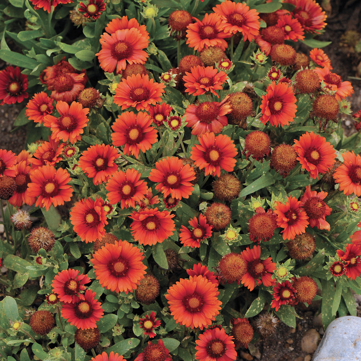 Gaillardia x grandiflora Arizona Red Shades Blanket Flower