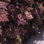 Heuchera micrantha Palace Purple Coral Bells