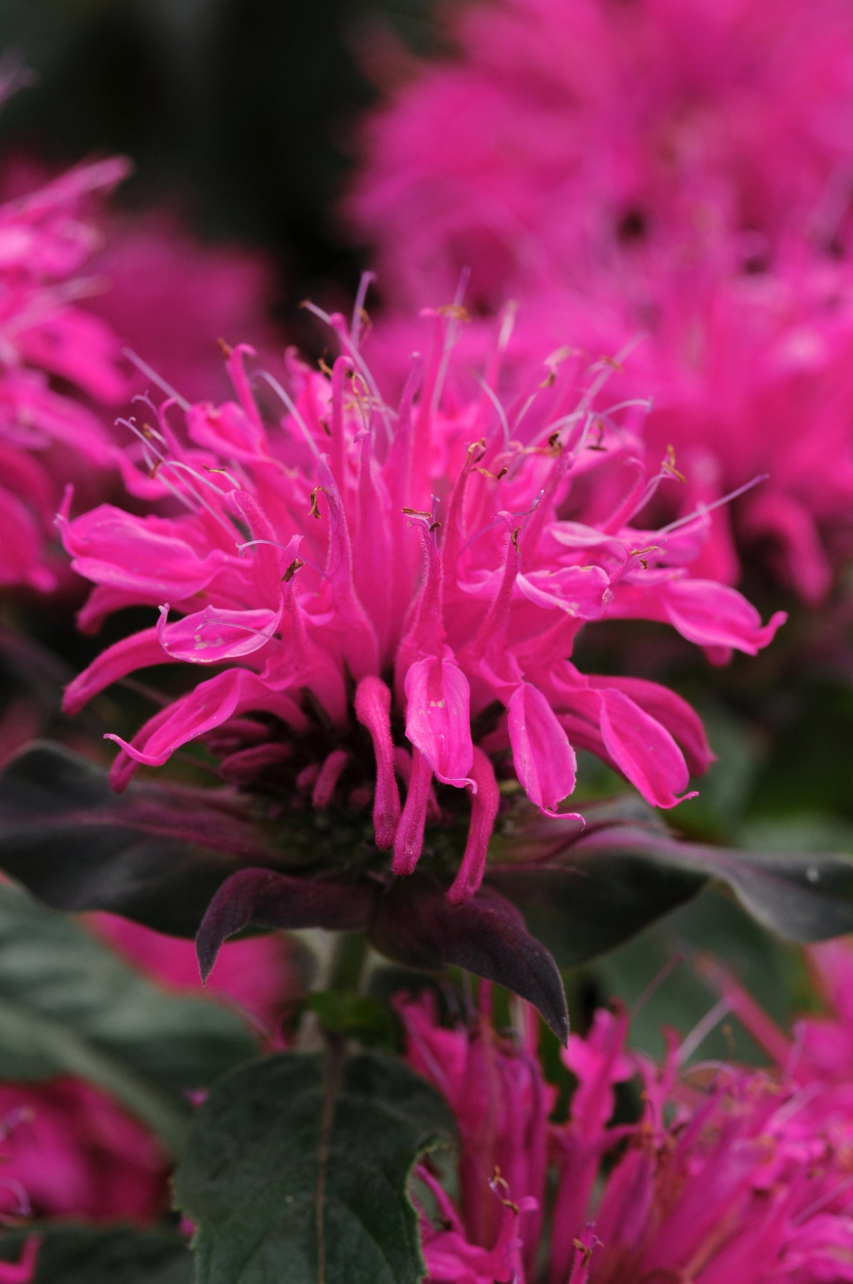 Monarda didyma Balmy Rose Balbalmose PPAF Balmy Rose Bee Balm