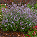 Nepeta faassenii Cat's Meow PP24472, CPBR5098 Catmint