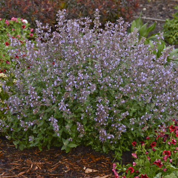 Nepeta faassenii Cat's Meow PP24472, CPBR5098 Catmint