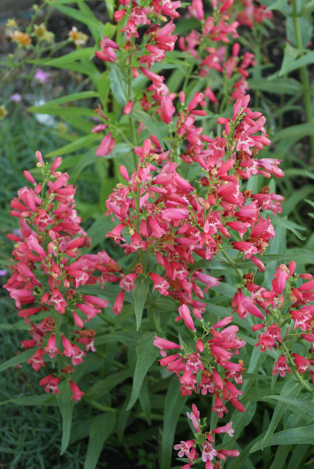 Beardtongue – GardenTap