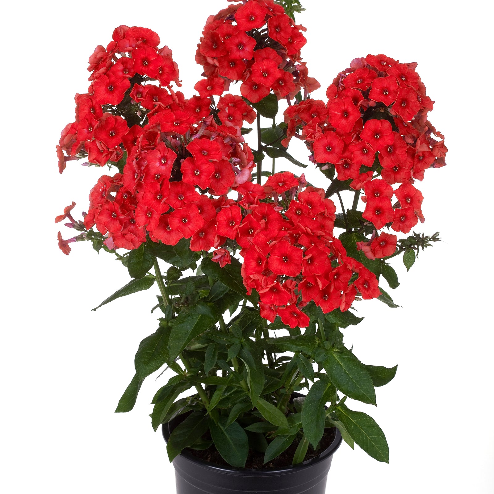 Phlox paniculata Red Flame PPAF Red Flame Phlox