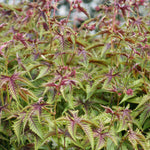 Filipendula x Red Umbrellas Meadowsweet