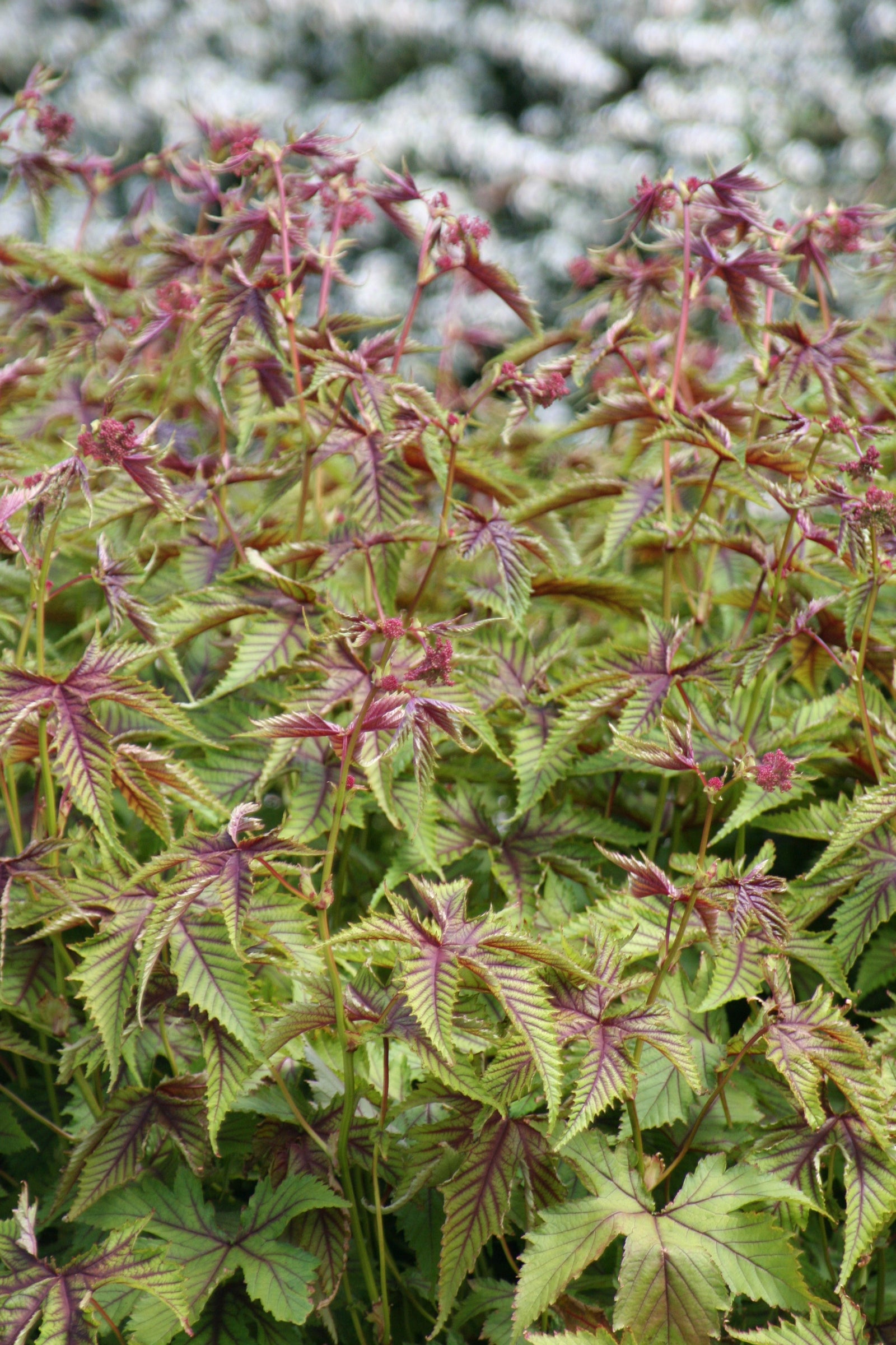 Filipendula x Red Umbrellas Meadowsweet