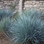 Elymus arenarius Blue Dune Blue Dune Lyme Grass