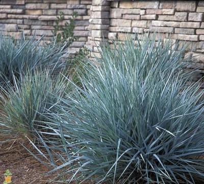 Elymus arenarius Blue Dune Blue Dune Lyme Grass