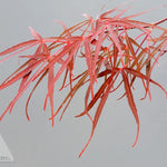 Acer palmatum Red Pygmy Red Pygmy Japanese Maple