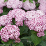 Hydrangea arborescens Incrediball Blush NCHA4 PP28280 Incrediball Blush Hydrangea
