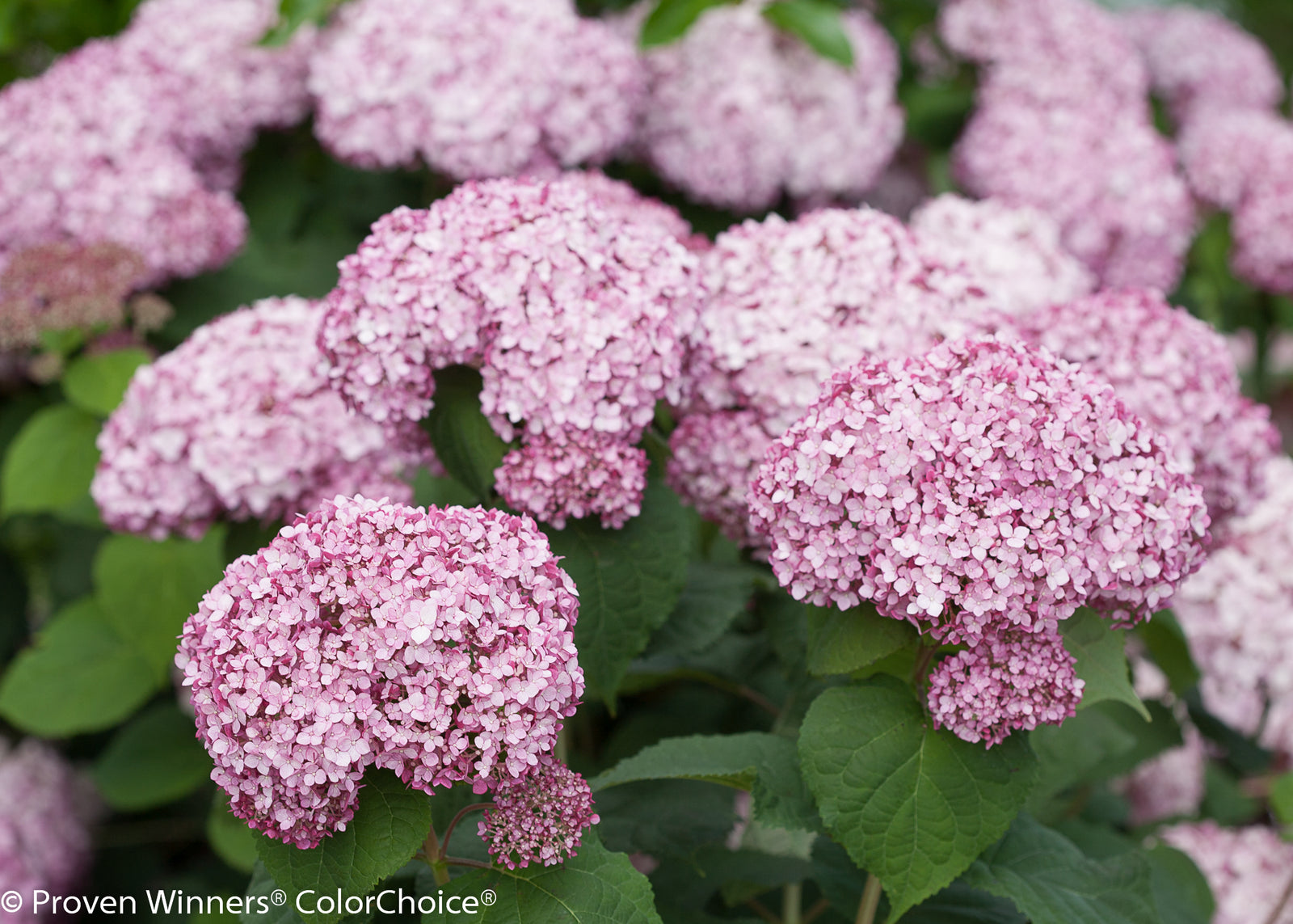 Hydrangea arborescens Incrediball Blush NCHA4 PP28280 Incrediball Blush Hydrangea