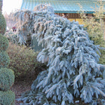 Picea pungens The Blues Weeping Blue Spruce