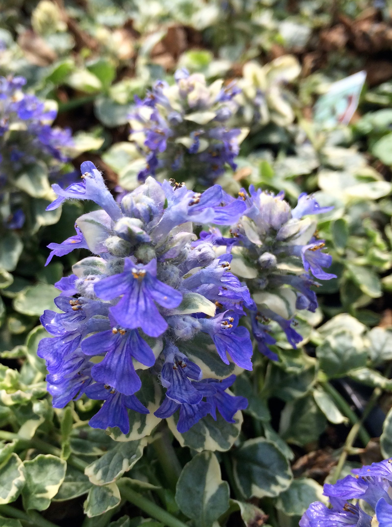 Ajuga reptans Silver Queen Bugleweed