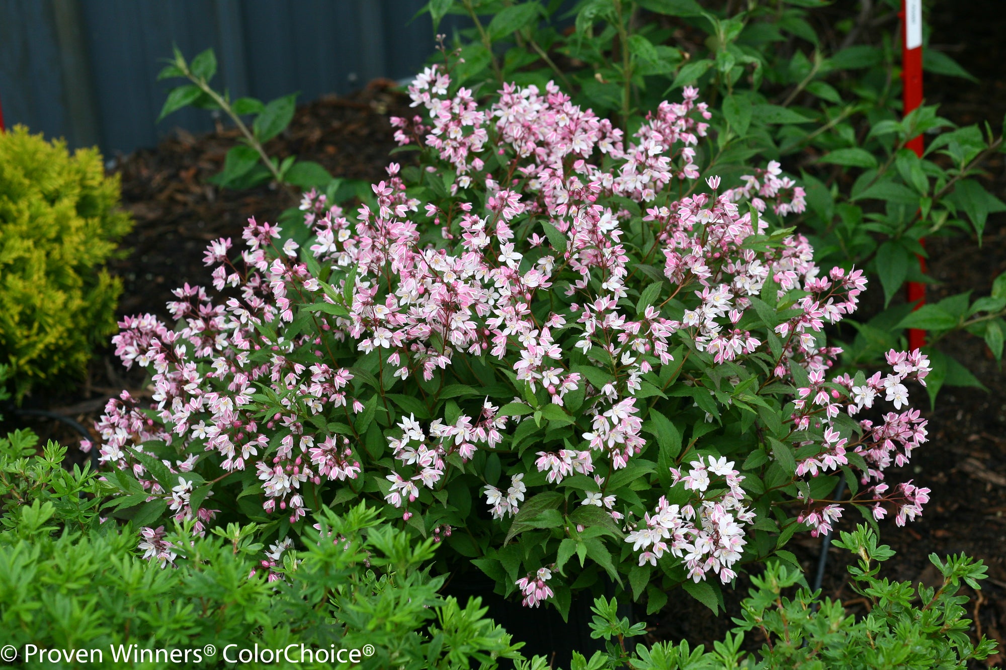 Deutzia x Yuki Cherry Blossom NCDX2 PP28347, CPBR5079 Yuki Cherry Blossom Deutzia