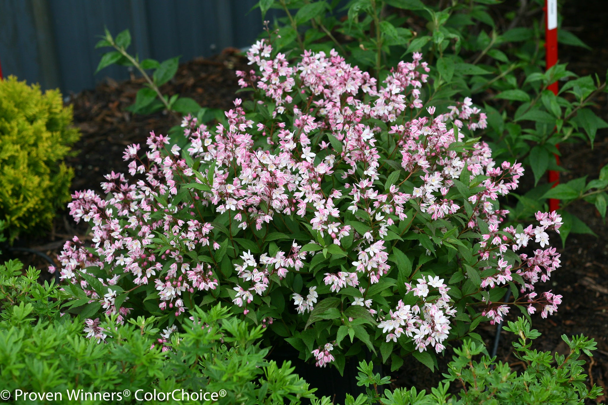 Deutzia x Yuki Cherry Blossom NCDX2 PP28347, CPBR5079 Yuki Cherry Blossom Deutzia
