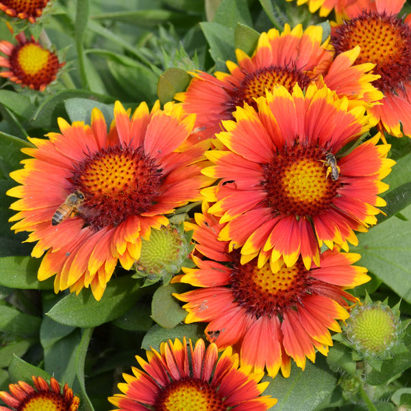 Gaillardia x grandiflora Arizona Sun Blanket Flower