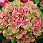 Hydrangea macrophylla Everlasting Amethyst Hokomathyst PP22261 Everlasting Amethyst Hydrangea