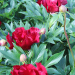 Paeonia itoh Scarlet Heaven Intersectional Peony