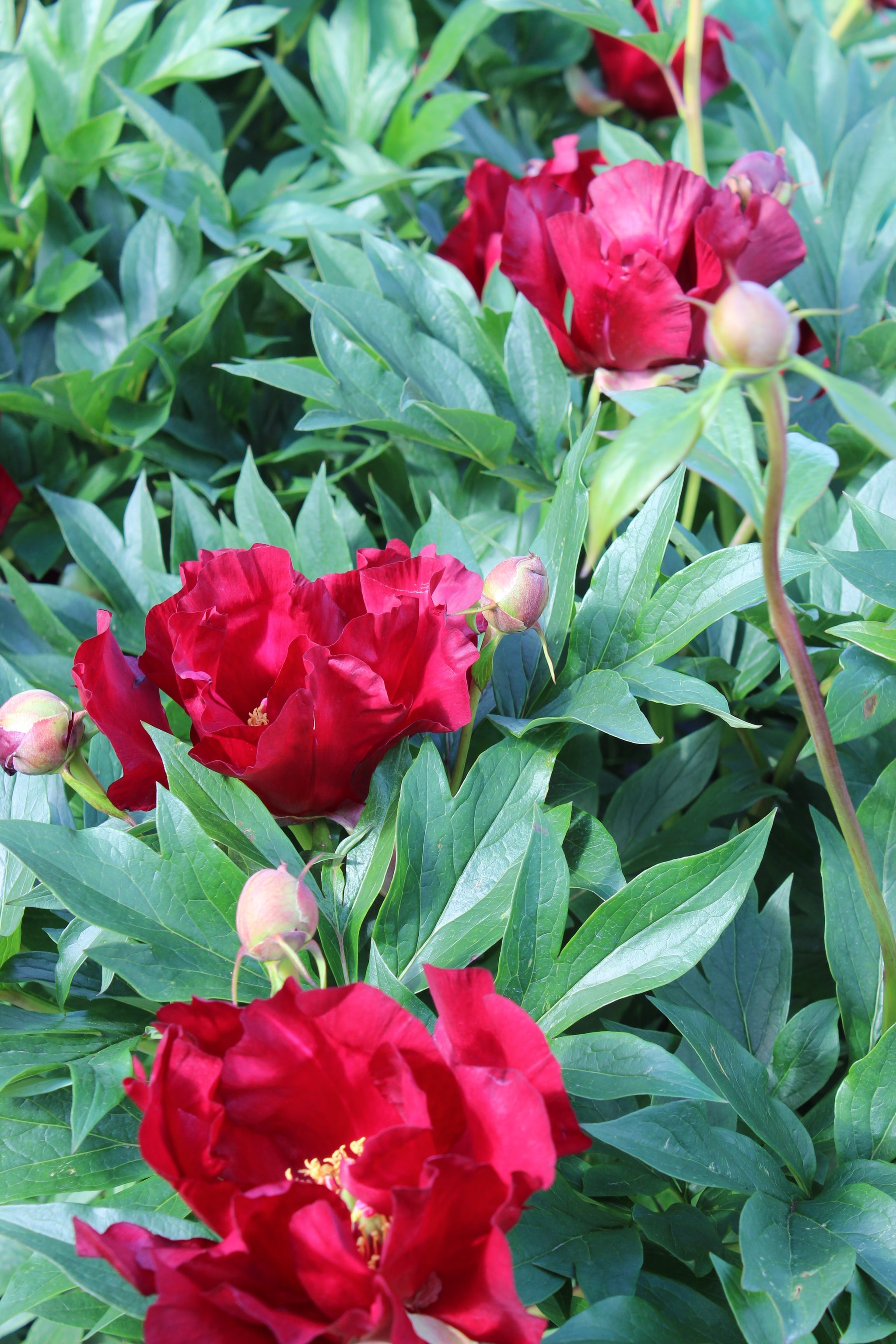 Paeonia itoh Scarlet Heaven Intersectional Peony