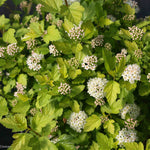 Physocarpus opulifolius Tiny Wine Gold SMNPOTWG PP28857, CBR5940 Tiny Wine Gold Ninebark