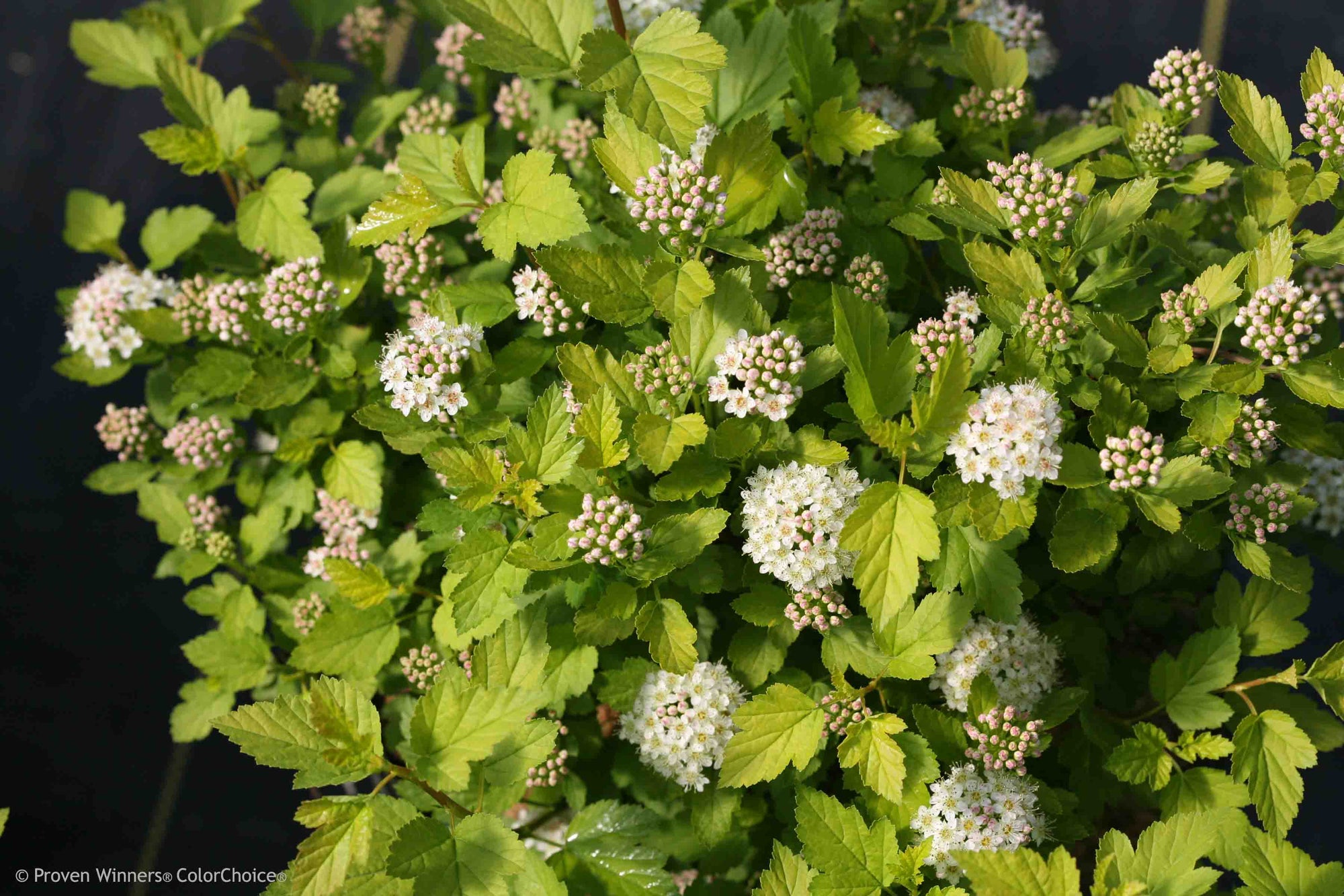 Physocarpus opulifolius Tiny Wine Gold SMNPOTWG PP28857, CBR5940 Tiny Wine Gold Ninebark