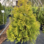 Thuja occidentalis Yellow Ribbon Yellow Ribbon Cedar