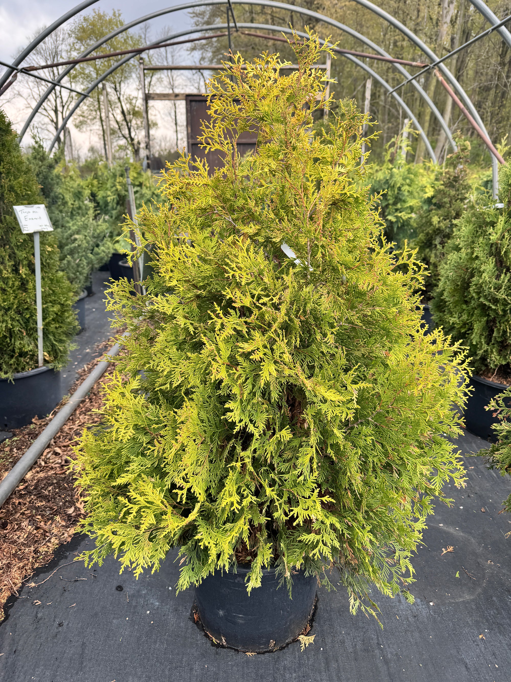 Thuja occidentalis Yellow Ribbon Yellow Ribbon Cedar