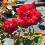 Rosa Canadian Shield CCA576 Canadian Shield Rose