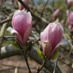 Magnolia x soulangeana Rustica Rubra Rustica Rubra Magnolia