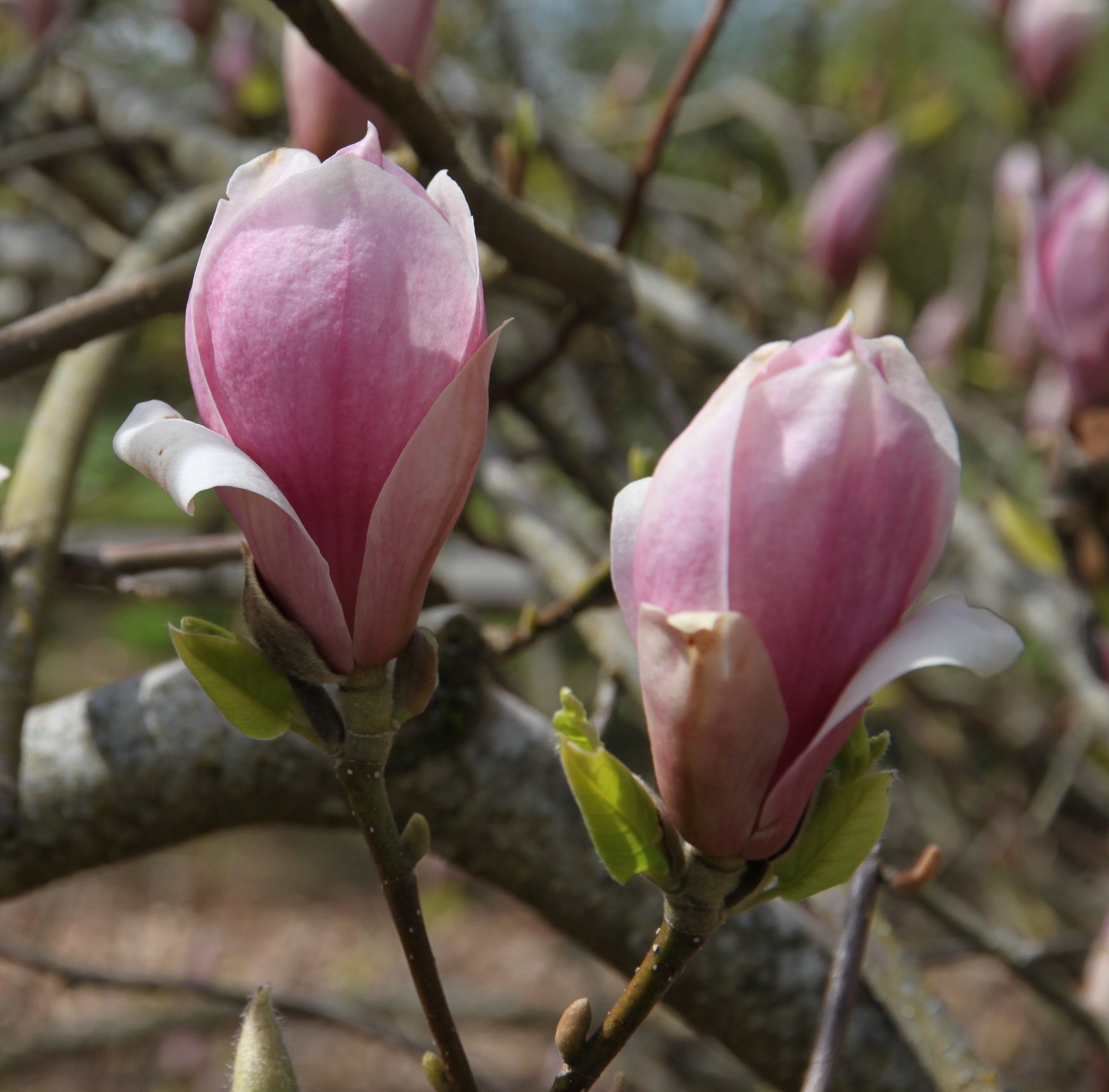 Magnolia x soulangeana Rustica Rubra Rustica Rubra Magnolia