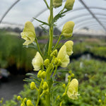 Aconitum napellus Album White Monkshood