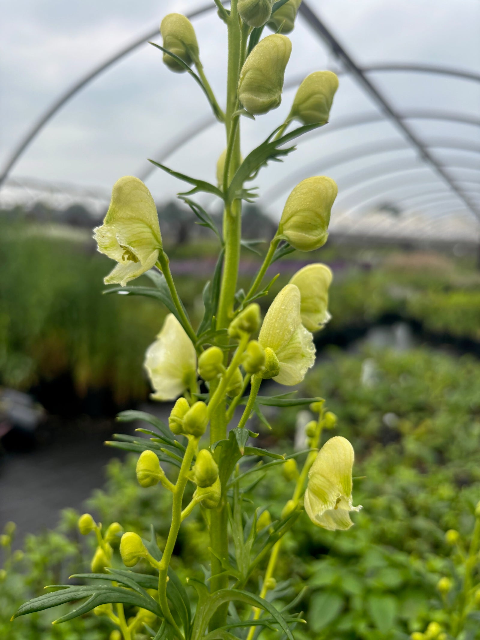 Aconitum napellus Album White Monkshood
