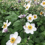 Anemone x hybrida Elfin Swan Windflower