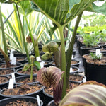 Arisaema griffithii Griffith's Cobra Lily