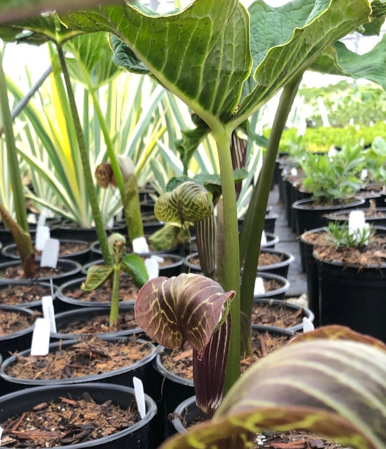 Arisaema griffithii Griffith's Cobra Lily